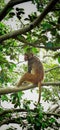 Monkey sitting on the branches Royalty Free Stock Photo