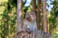 A monkey sitting on a chunk Royalty Free Stock Photo