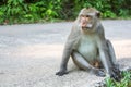 Monkey is sitting on a concreted road. Nature. Royalty Free Stock Photo