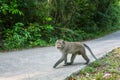Monkey is sitting on a concreted road through the thai jungle. Nature. Royalty Free Stock Photo