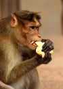 Monkey Eating Apple