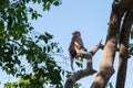 A monkey sitting and eating on a tree branch Royalty Free Stock Photo