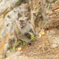 Monkey sitting on edge of crater on Kelimutu