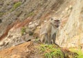 Monkey sitting on edge of crater on Kelimutu