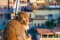 Monkey sitting on the fence of the bridge in Rishikesh, Uttarakhand, India. Royalty Free Stock Photo