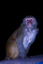 Monkey sitting on the fence in the night on a black background in Rishikesh, Uttharakand, India. Royalty Free Stock Photo