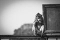 Monkey sitting in front of ancient pagoda architecture Wat Phra Prang Sam Yot temple, Lopburi, Thailand. Monkey eating fruit at Royalty Free Stock Photo