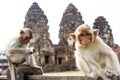 Monkey sitting in front of ancient pagoda architecture Wat Phra Prang Sam Yot temple, Lopburi, Thailand. Royalty Free Stock Photo