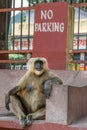 Monkey sitting in front of no parking sign