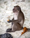 Monkey sitting with fruit on a beach Royalty Free Stock Photo