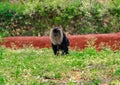 Monkey sitting on grass , At Zoo Royalty Free Stock Photo