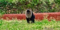 Monkey sitting on grass , At Zoo Royalty Free Stock Photo