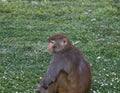 A monkey sitting on a grassy ground looking another side