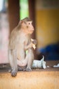 Monkey sitting on the ground and eats Royalty Free Stock Photo