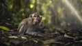 A monkey sitting on the ground in a forest with leaves, AI Royalty Free Stock Photo