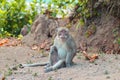 A monkey sitting on the ground in the forest Royalty Free Stock Photo
