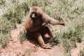 Monkey sitting on the ground in the grass Royalty Free Stock Photo