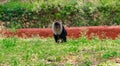 Monkey sitting on ground in grass , At Zoo Royalty Free Stock Photo