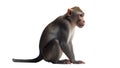 A monkey sitting on the ground with its mouth open, suitable for children's books or educational materials Royalty Free Stock Photo