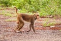 Monkey sitting on ground Royalty Free Stock Photo