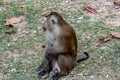 A monkey sitting at Monkey Hill, Phuket Royalty Free Stock Photo