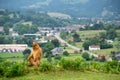 A monkey is sitting on a hillside overlooking a town Royalty Free Stock Photo