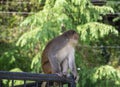 A monkey sitting on iron fence and looking backward Royalty Free Stock Photo