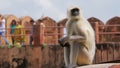 Monkey Sitting at Jaigarh Fort