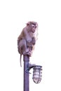 Monkey sitting on a lamp post, isolated on white Royalty Free Stock Photo
