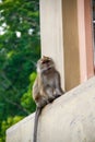 Monkey is sitting on an ledge, Malaysia