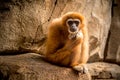 Monkey sitting and looking to camera Royalty Free Stock Photo