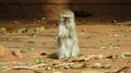 a monkey is sitting in the middle of a sandy ground Royalty Free Stock Photo