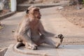 The monkey sitting at the nature place Royalty Free Stock Photo