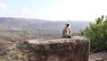 Monkey sitting on old wall with mountains.