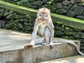 Monkey in deep thoughts sitting in the park Royalty Free Stock Photo