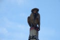 Monkey sitting on a pillar on blue sky background Royalty Free Stock Photo