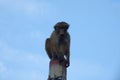 Monkey sitting on a pillar on blue sky background Royalty Free Stock Photo