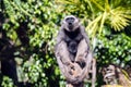 Gibbon sitting on a pole