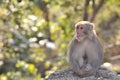 Monkey is Sitting quietly Royalty Free Stock Photo