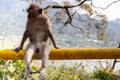 Monkey Sitting on the railing around the street of Buyan Lake, Bali Indonesia Royalty Free Stock Photo