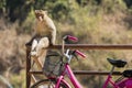 Monkey sitting on a railing Royalty Free Stock Photo