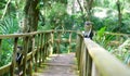 A monkey sitting on a railing