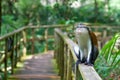 A monkey sitting on a railing