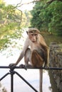 Monkey sitting on railings of bridge