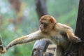 Monkey sitting in the rain Royalty Free Stock Photo