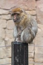 Monkey sitting in the rain Royalty Free Stock Photo