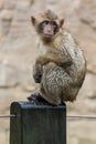 Monkey sitting in the rain Royalty Free Stock Photo
