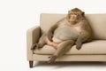 The monkey is sitting relaxed on the sofa. Space for text. Royalty Free Stock Photo