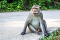 Monkey sitting on the road. Asia. Royalty Free Stock Photo