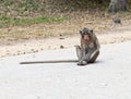 Monkey Royalty Free Stock Photo